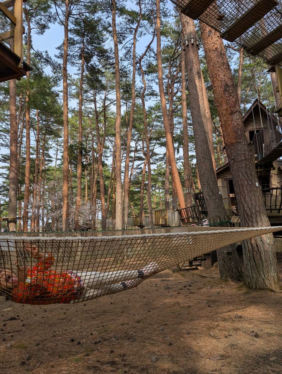 Timber treehouses and a rope hammock strung between pine trees at Fuji Subaru Land